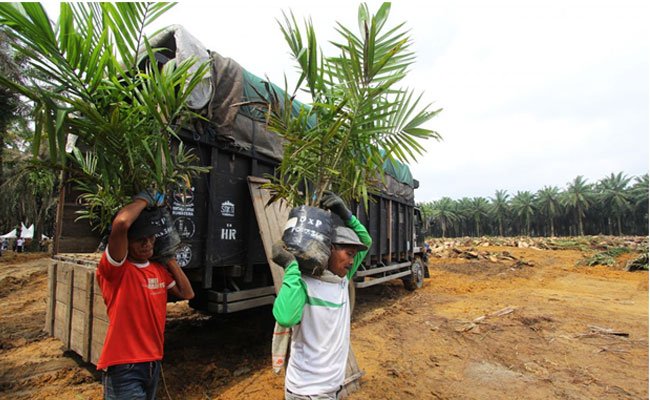 PSR, Membendung Perluasan Lahan Sawit Petani