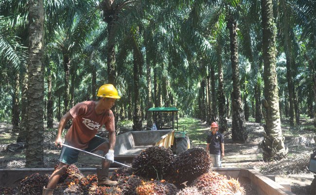 Petani Sanggau Bakal Hadir Dalam Rembug Nasional Petani Kelapa Sawit