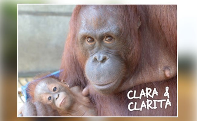 SSMS dan BOSFLepasliarkan Dua Orangutan