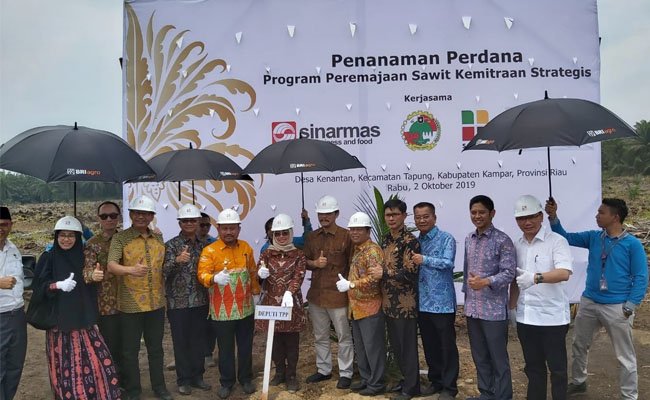 322 ha Lahan Petani Plasma Mitra Sinar Mas Lakukan Replanting Didukung BPDP-KS