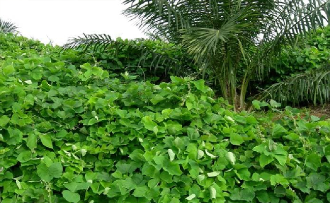 Mengenal Mucuna Bracteata, Kacang Penutup Tanah di Kebun Sawit dan Karet