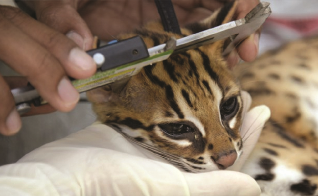 Pengembangan Kucing Hutan untuk Pengendalian Hama Tikus Di Kebun Sawit