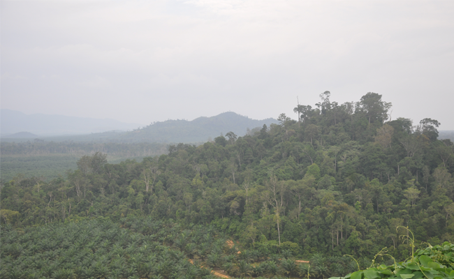 Pengembangan Perkebunan Kelapa Sawit Berkelanjutan jadi Model di Sumatera Selatan