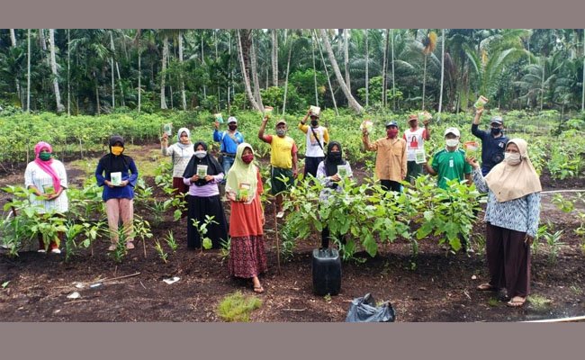 Budidaya Jahe Merah Dongkrak Pendapatan, Sekaligus Mengubah Perilaku Tanpa Bakar
