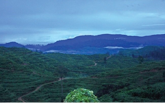 Lanskap Perkebunan Kelapa Sawit