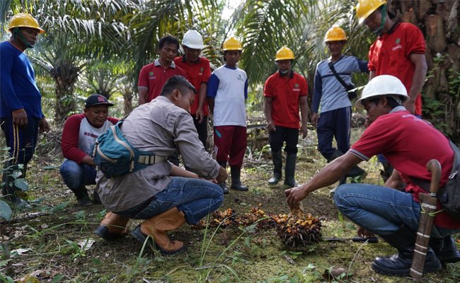 Menggagas Kemitraan Inti-Plasma Sawit Generasi Kedua