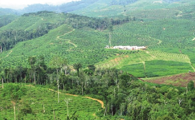 Minyak Sawit Berkelanjutan: Melakukan Perubahan Di Masa Ketidakpastian