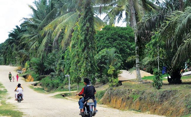 Sawit Belum Mampu Kerek Ekonomi Kalbar
