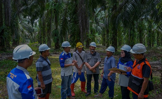 3 Pola Keterlibatan Perempuan di Organisasi Petani Sawit Swadaya