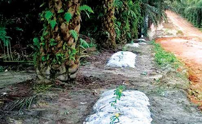 Beragam Cara  Efisiensi Proses Budidaya di Kebun Kelapa Sawit