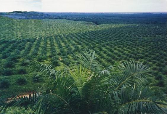 Berkat Kelapa Sawit, Laba SSMS Meroket 592,11 Persen di Paruh Pertama 2021