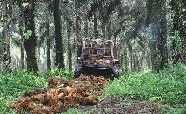 Cara Memanfatkan Janjangan Kosong di Kebun Kelapa Sawit