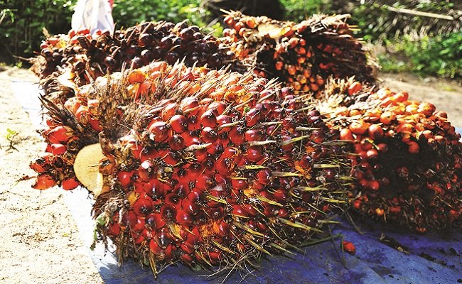 Harga TBS Sawit Riau Periode 13-19 Oktober 2021 Tembus Rp 3.014,81/Kg