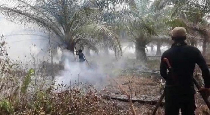 Kebakaran di Kebun Sawit Kampar, Untung Ada Tim Reaksi Cepat BPBD