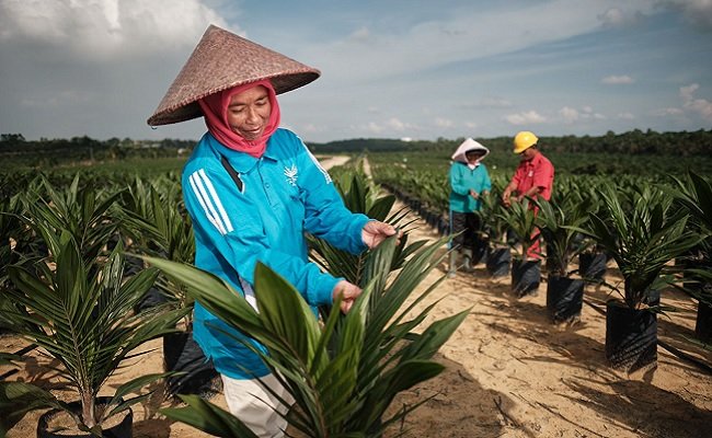 Melihat Perempuan Dalam Praktik Minyak Sawit Berkelanjutan