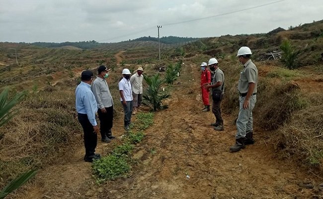 Menakar Untung Kemitraan Sawit Rakyat