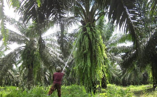 Pekebun Sawit Justru Untung, Tatkala Ekonomi Dunia Morat Marit Akibat Covid-19