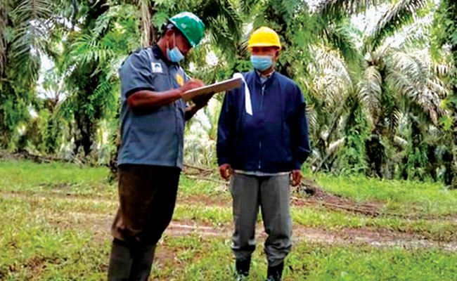 Petani Sawit Lakukan Audit Internal Praktik Sawit Berkelanjutan