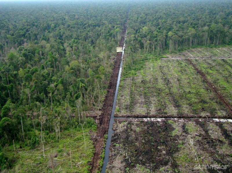 4.933 Hektar Lahan Sawit Di Jambi Rusak