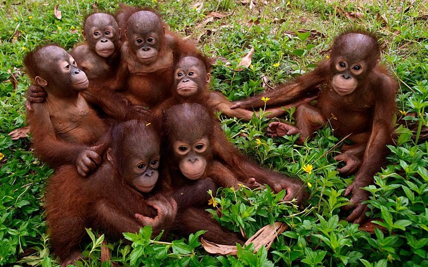 Aktivitas Berlebihan Manusia, Ganggu Habitat Orangutan Di Lanskip Kutai
