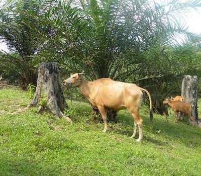 Bangka Jalankan Program Integrasi Sawit-Sapi