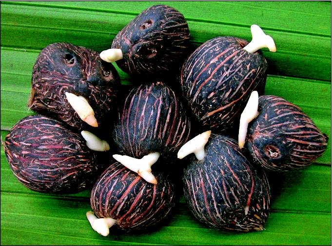 BBPPTP Medan Adakan Pertemuan Perbaikan SOP Sertifikasi Benih Sawit