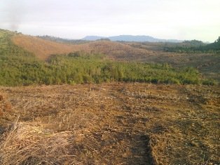 Bupati SBB Anggap Pembukaan Perkebunan Sawit Tidak Ada Masalah