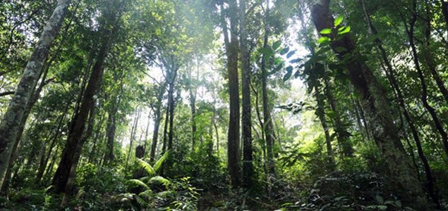 Di PBB, Cargill Tegaskan Nol Deforestasi 