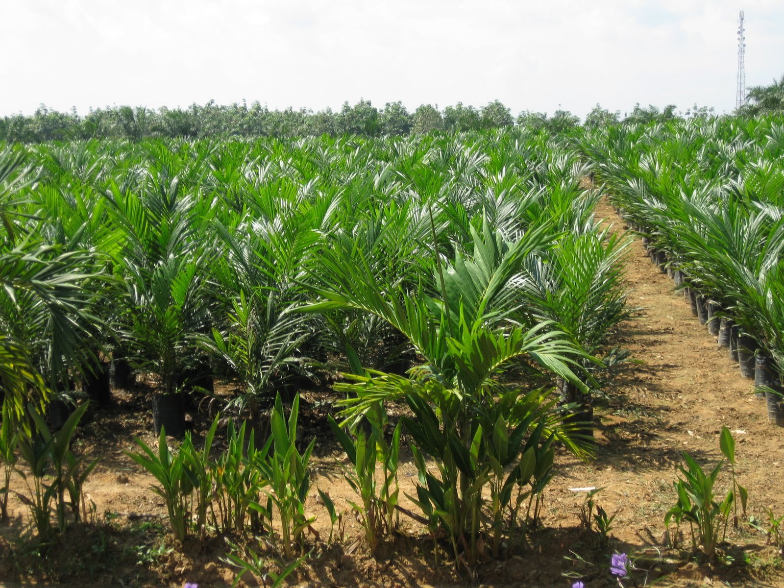 Disbun Rohil Sosialisasi Penangkaran Bibit Sawit