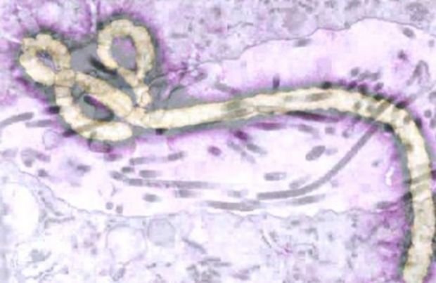 Ebola Mengganas, Sime Darby Tunda Pembangunan PKS