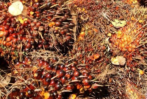 Genjot Ekspor, Harga TBS Riau Kembali Naik Rp60,04/Kg 