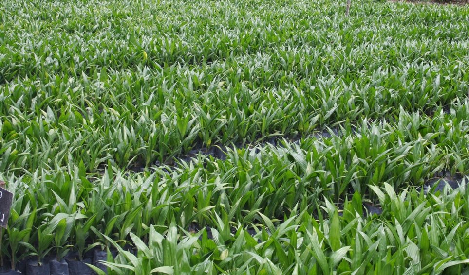 Gubernur Aceh Serahkan 120 Ribu Benih Sawit Kepada Petani 