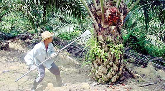 Harga TBS Anjlok, Petani Prihatin