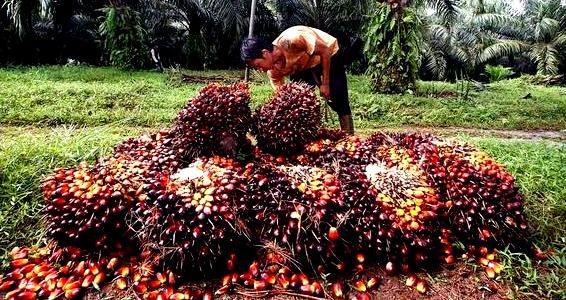 Harga TBS Naik, Petani Sawit Kampar Sedikit Lega