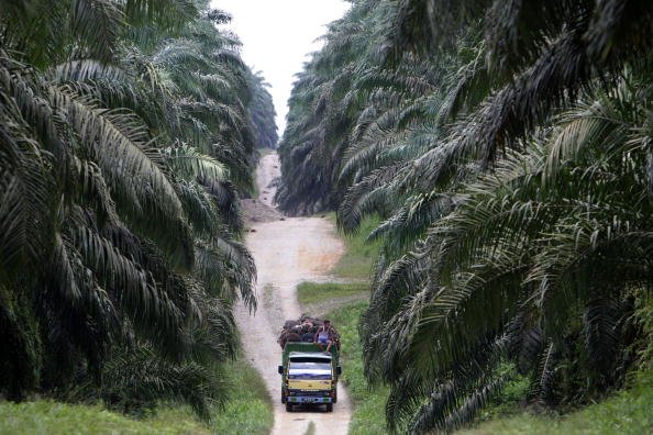 Indonesia Masih Butuh Industri Sawit 
