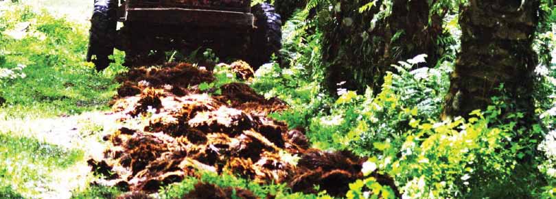 INFO BPPT - BIOMASA LIGNOSELULOSA SAWIT UNTUK INDUSTRI