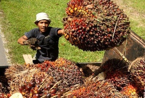 KADIN Dorong Pelaku Usaha Sawit Menuju Industri Lestari     