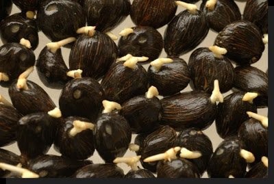 Kebutuhan Kecambah Sawit Di Kaltim Meningkat