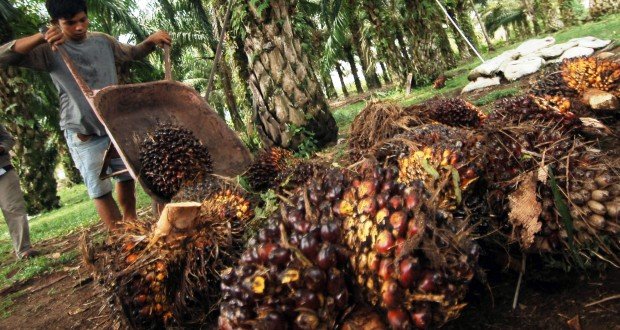 Kelapa Sawit Berkelanjutan Diinisiasi Di Indonesia  
