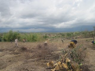 Manfaatkan Lahan Terlantar Untuk Perkebunan Sawit Rakyat