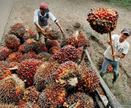 Periode 26 Sept – 2 Okt, Harga TBS & CPO Jambi Naik