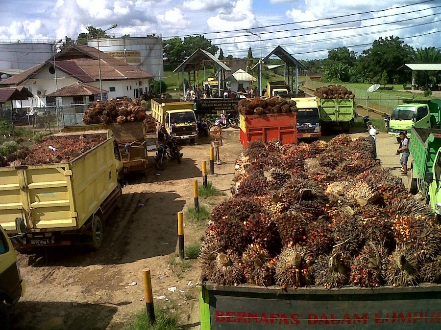 Petani Sanggau Harapkan Adanya Pabrik CPO Baru