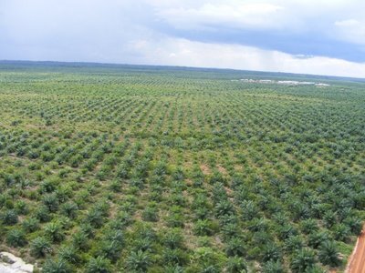 Petani Sayur Di Bangka Keluhkan Kebun Sawit