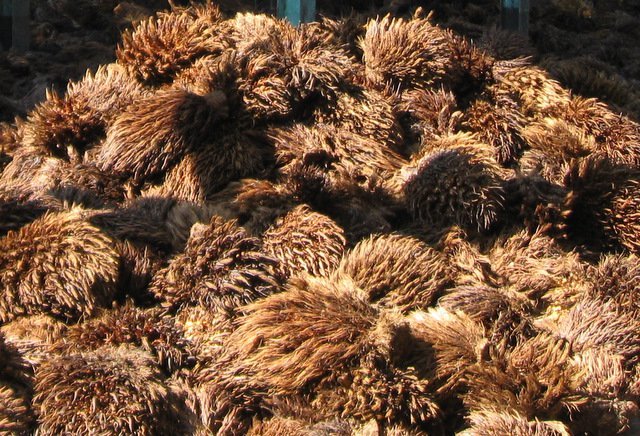 PLN Dorong Masyarakat Jadikan Limbah Sawit Sebagai Energi Listrik