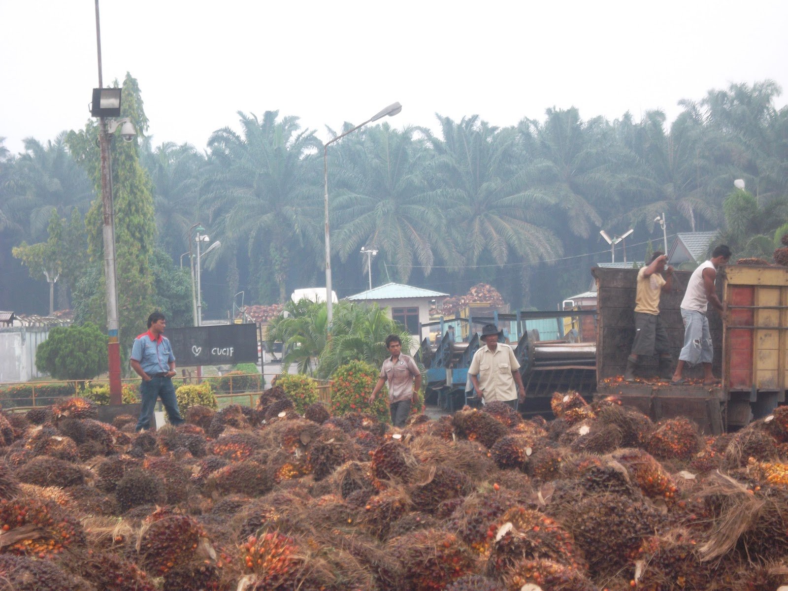 Protes Greding TBS Yang Tinggi, Petani Datangi PT MPE