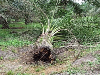 Tanaman Sawit Dirusak, Petani Mukomuko Minta Kejelasan Hukum