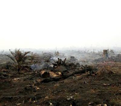 Terapkan Sawit Lestari, Cargill Dukung Pencegahan Karhutla