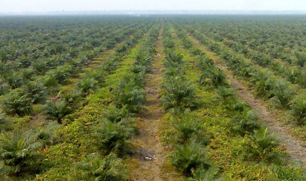 Tingkatkan Ekonomi, Dishutbun Banten Remajakan Sawit 
