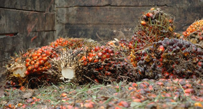 Harga Sawit “Cekik” Petani Di Dharmasraya