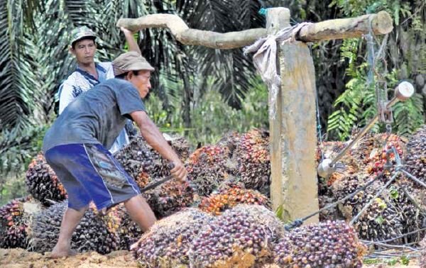 HARGA TBS ANJLOK, PETANI SHOK